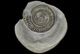 Dactylioceras Ammonite Fossil - England #100449-1